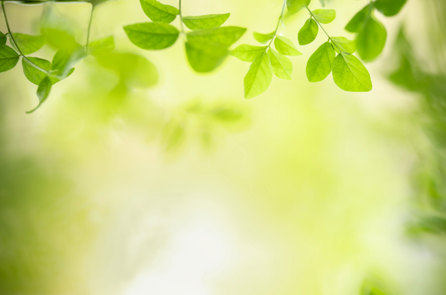 nature day image of leaves